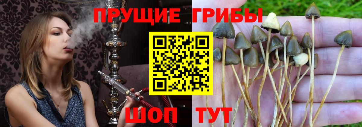 Псилоцибиновые грибы Magic Shrooms  наркошоп  Железногорск  Вход с VPN 